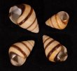 グンティンガアオゴシキマイマイ cf. Helicostyla cincinniformis guntinganafig.1