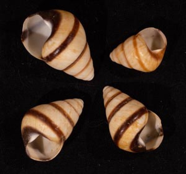 グンティンガアオゴシキマイマイ cf. Helicostyla cincinniformis guntinganafig.1