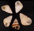 グンティンガアオゴシキマイマイ Helicostyla cincinniformis guntinganafig.1