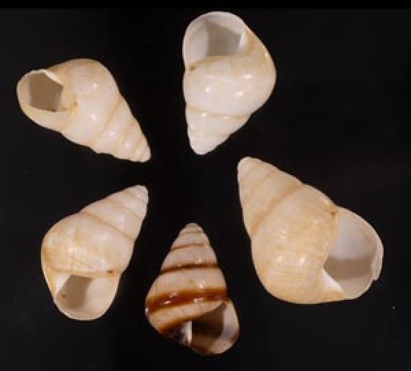 グンティンガアオゴシキマイマイ Helicostyla cincinniformis guntinganafig.1