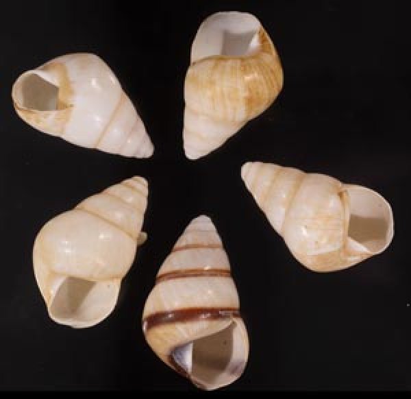 グンティンガアオゴシキマイマイ Helicostyla cincinniformis guntinganafig.1