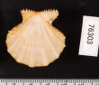 ナンバンタエニシキ Mirapecten rastellumfig.2