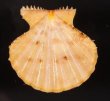 ナンバンタエニシキ Mirapecten rastellumfig.1