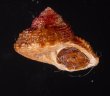 ベンジシタダミ (仮称) Gibbula benzifig.2