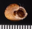 ベンジシタダミ (仮称) Gibbula benzifig.3