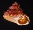 ベンジシタダミ (仮称) Gibbula benzifig.2