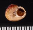 ベンジシタダミ (仮称) Gibbula benzifig.3