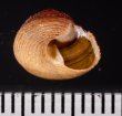 ベンジシタダミ (仮称) Gibbula benzifig.2