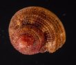 ベンジシタダミ (仮称) Gibbula benzifig.1