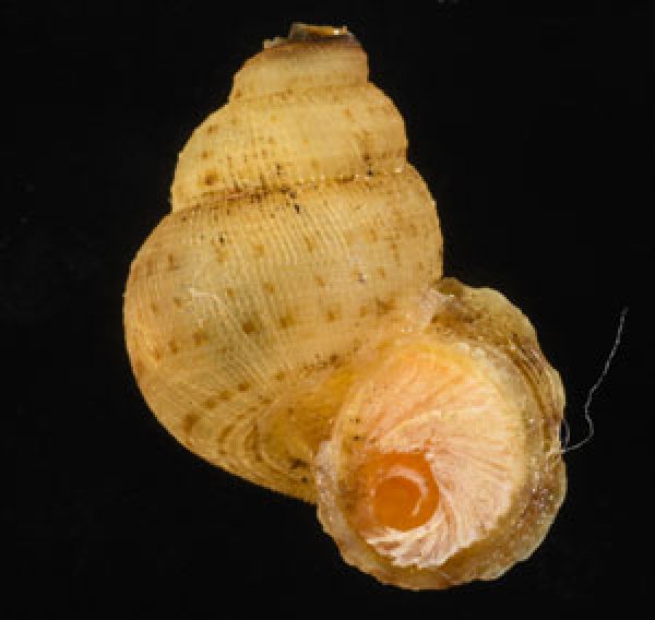 アナフェクチヒレ (仮称) Chondrothyrella petricosa anafensefig.1