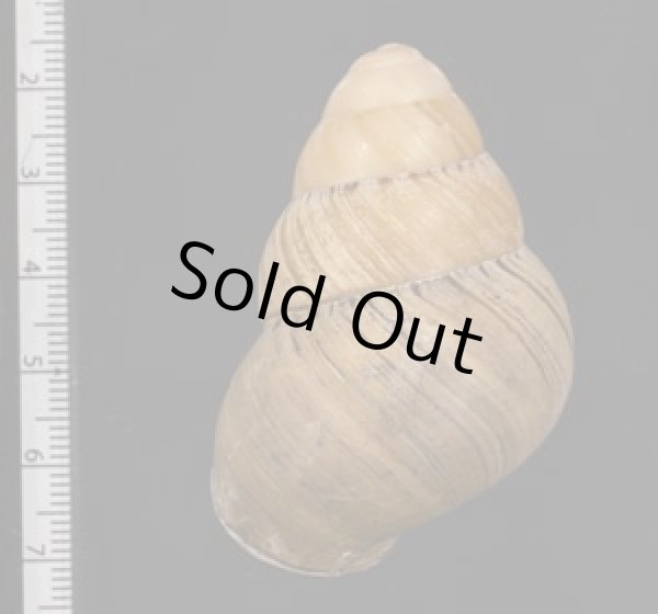 画像2: コガタチカオゴシキマイマイ (仮称) (2)