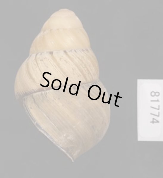 画像3: コガタチカオゴシキマイマイ (仮称) (3)