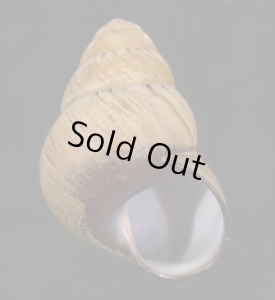 画像1: コガタチカオゴシキマイマイ (仮称) (1)