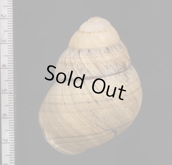 画像2: コガタチカオゴシキマイマイ (仮称) (2)