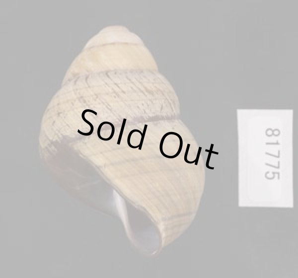 画像3: コガタチカオゴシキマイマイ (仮称) (3)