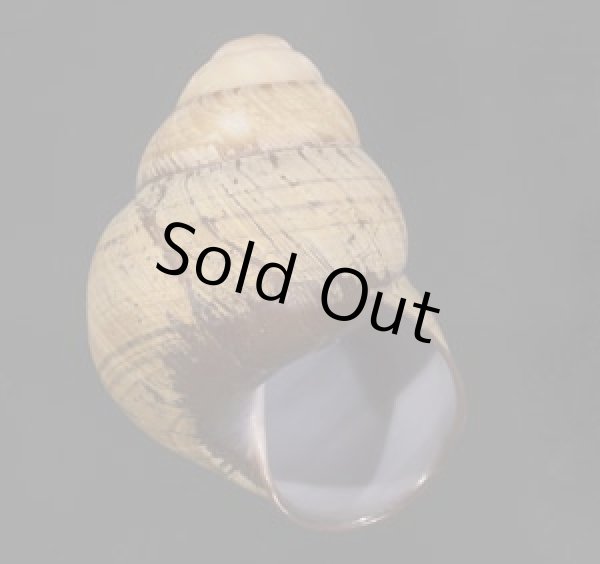 画像1: コガタチカオゴシキマイマイ (仮称) (1)