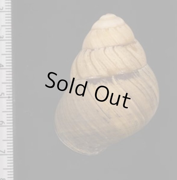 画像2: コガタチカオゴシキマイマイ (仮称) (2)