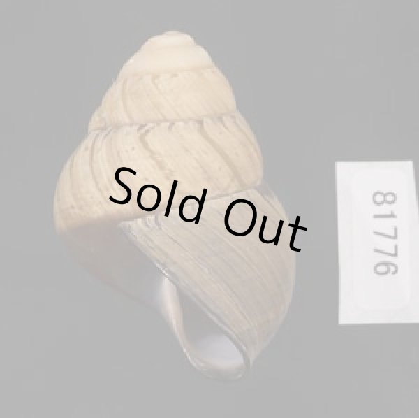 画像3: コガタチカオゴシキマイマイ (仮称) (3)