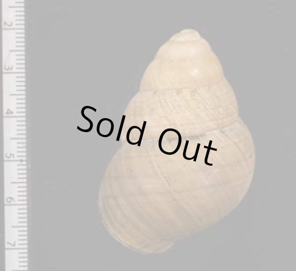 画像2: コガタチカオゴシキマイマイ (仮称) (2)