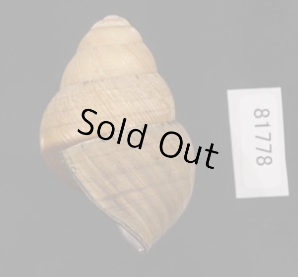 画像3: コガタチカオゴシキマイマイ (仮称) (3)