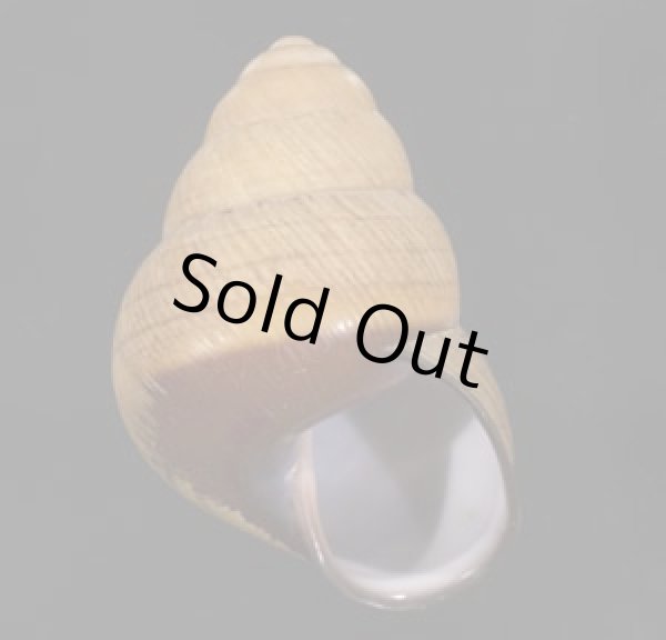 画像1: コガタチカオゴシキマイマイ (仮称) (1)