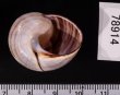 チソウコダママイマイ (仮称) Polymita picta fuscofasciatafig.3