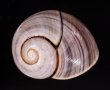 チソウコダママイマイ (仮称) Polymita picta fuscofasciatafig.1