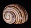 チソウコダママイマイ (仮称) Polymita picta fuscofasciatafig.1