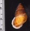 アミメクチヒレの亜種02 Chondrothyra reticulata fratenafig.2