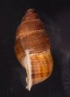 アミメクチヒレの亜種02 Chondrothyra reticulata fratenafig.3