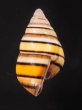 ハタイトヒキマイマイ Liguus vittatus vittatusfig.3