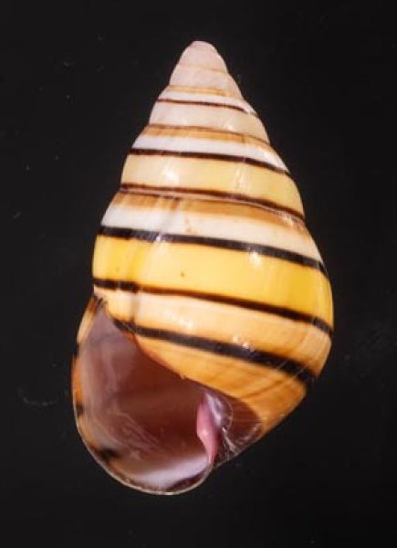 ハタイトヒキマイマイ Liguus vittatus vittatusfig.1