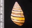 ハタイトヒキマイマイ Liguus vittatus vittatusfig.2