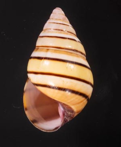 ハタイトヒキマイマイ Liguus vittatus vittatusfig.1