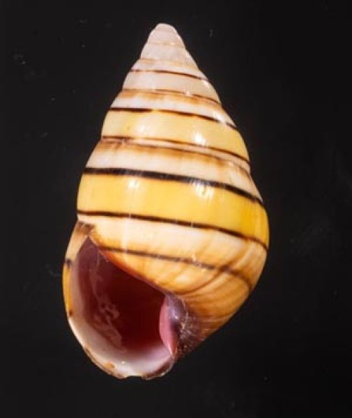 ハタイトヒキマイマイ Liguus vittatus vittatusfig.1