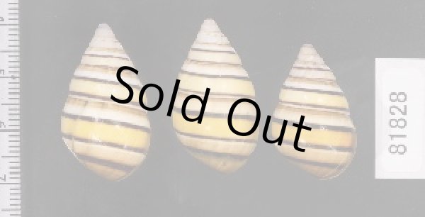 画像2: ハタイトヒキマイマイ SALE! (2)