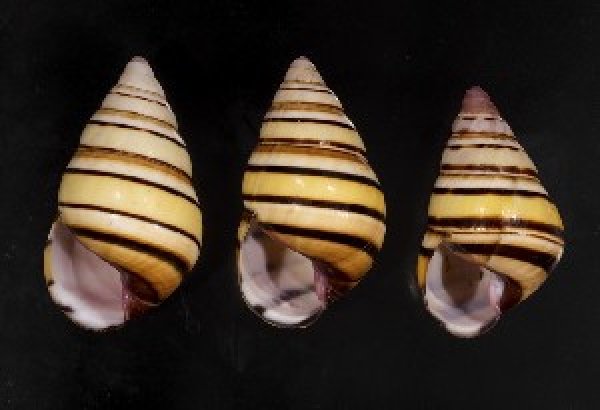 画像1: ハタイトヒキマイマイ SALE! (1)