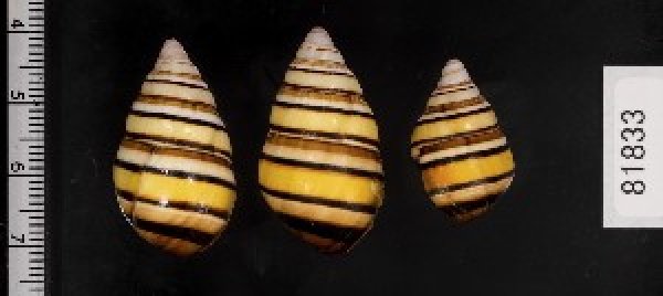 画像2: ハタイトヒキマイマイ SALE! (2)