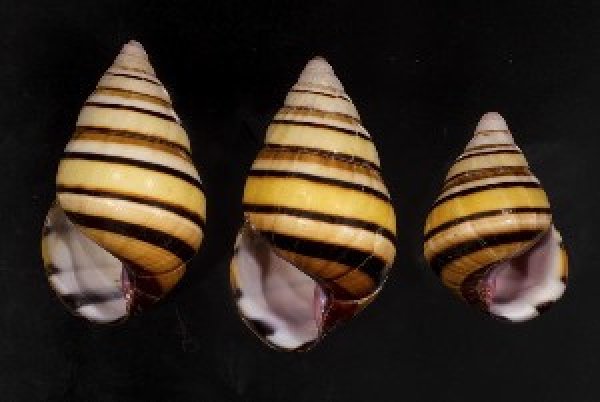 画像1: ハタイトヒキマイマイ SALE! (1)