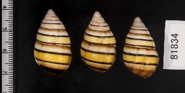 画像2: ハタイトヒキマイマイ SALE! (2)