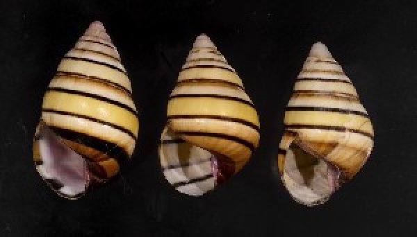 画像1: ハタイトヒキマイマイ SALE! (1)