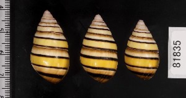 画像2: ハタイトヒキマイマイ SALE! (2)