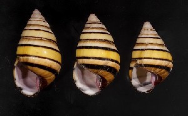 画像1: ハタイトヒキマイマイ SALE! (1)