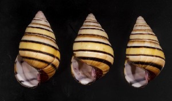 画像1: ハタイトヒキマイマイ SALE! (1)