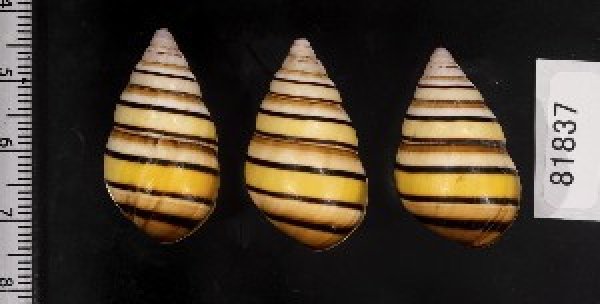 画像2: ハタイトヒキマイマイ SALE! (2)