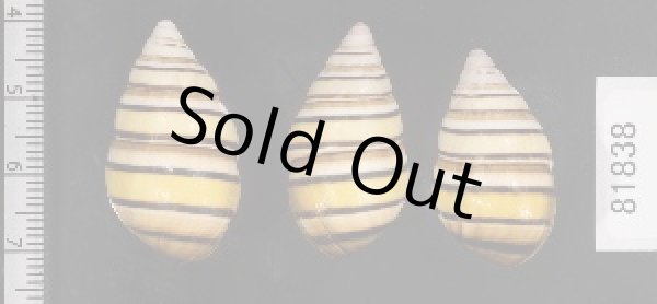 画像2: ハタイトヒキマイマイ SALE! (2)