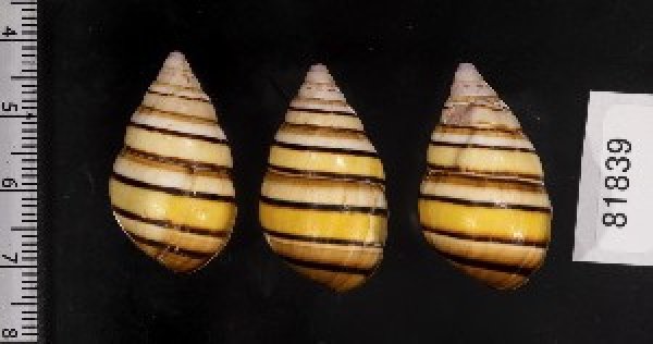 画像2: ハタイトヒキマイマイ SALE! (2)