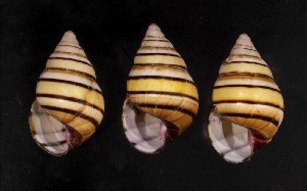 画像1: ハタイトヒキマイマイ SALE! (1)