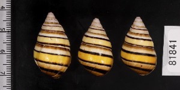 画像2: ハタイトヒキマイマイ SALE! (2)