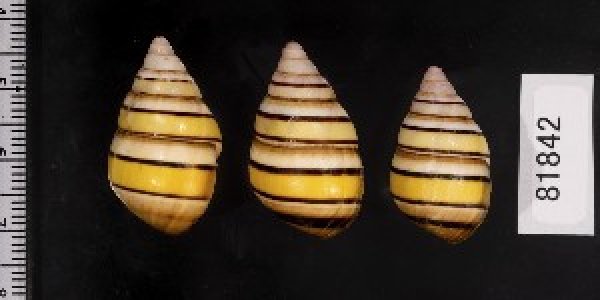 画像2: ハタイトヒキマイマイ SALE! (2)